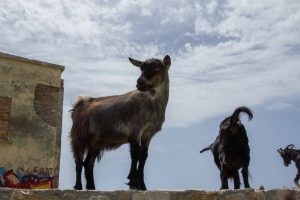 Mountain goats grazing on a photo site in Dhermi, Albania