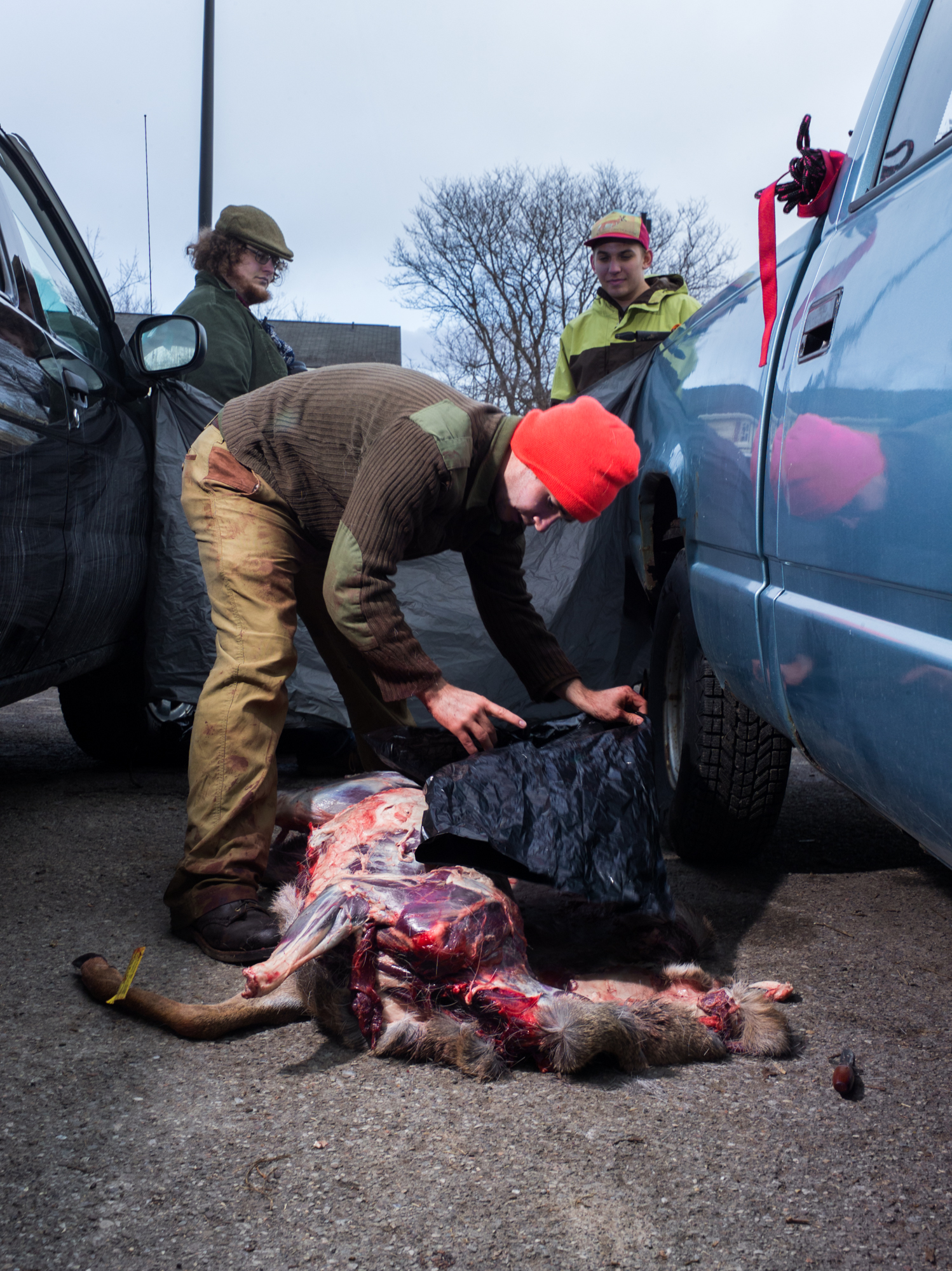 Jonathan Foster (center) finishes field dressing a doe in a parking lot of the Perkins Green apartments at the Rochester Institute of Technology campus while two his roommates, Liam Storrings (left) and Taylor Schultz (right) watch. Jonathan moved to the parking lot and set up a tarp between a friend's car and his own to shield the process after first attempting to hang the doe from a tree in Perkins and being told by campus safety that he had to move.