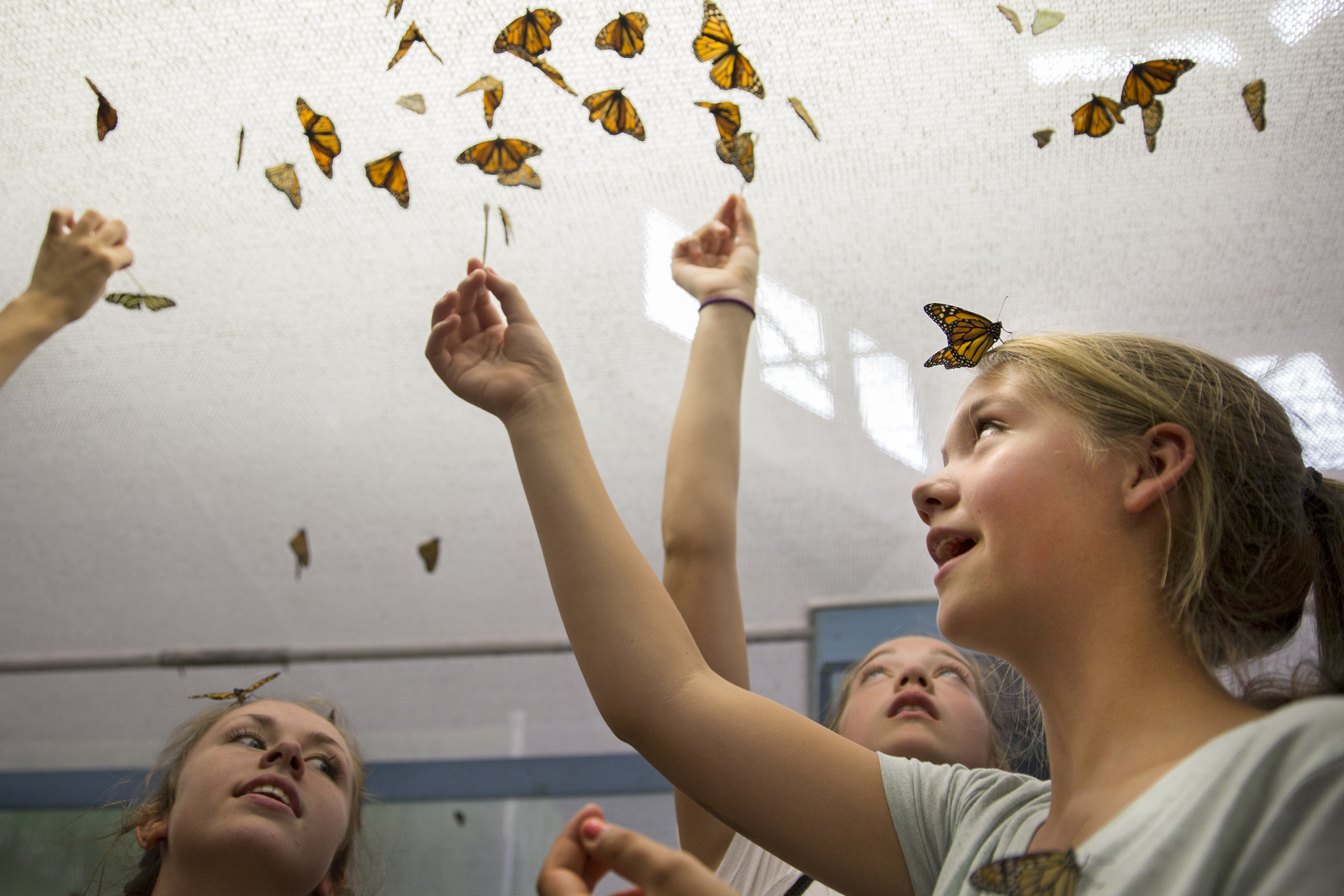 From left to right: Laura Dell, Michelle Shaud, and Laura Haney use q-tips to feed nectar to various types of butterflies, inside the Butterfly Walkthrough-exhibit, on Sunday, August 31, 2014 during The Great New York State Fair in Solvay, N.Y.