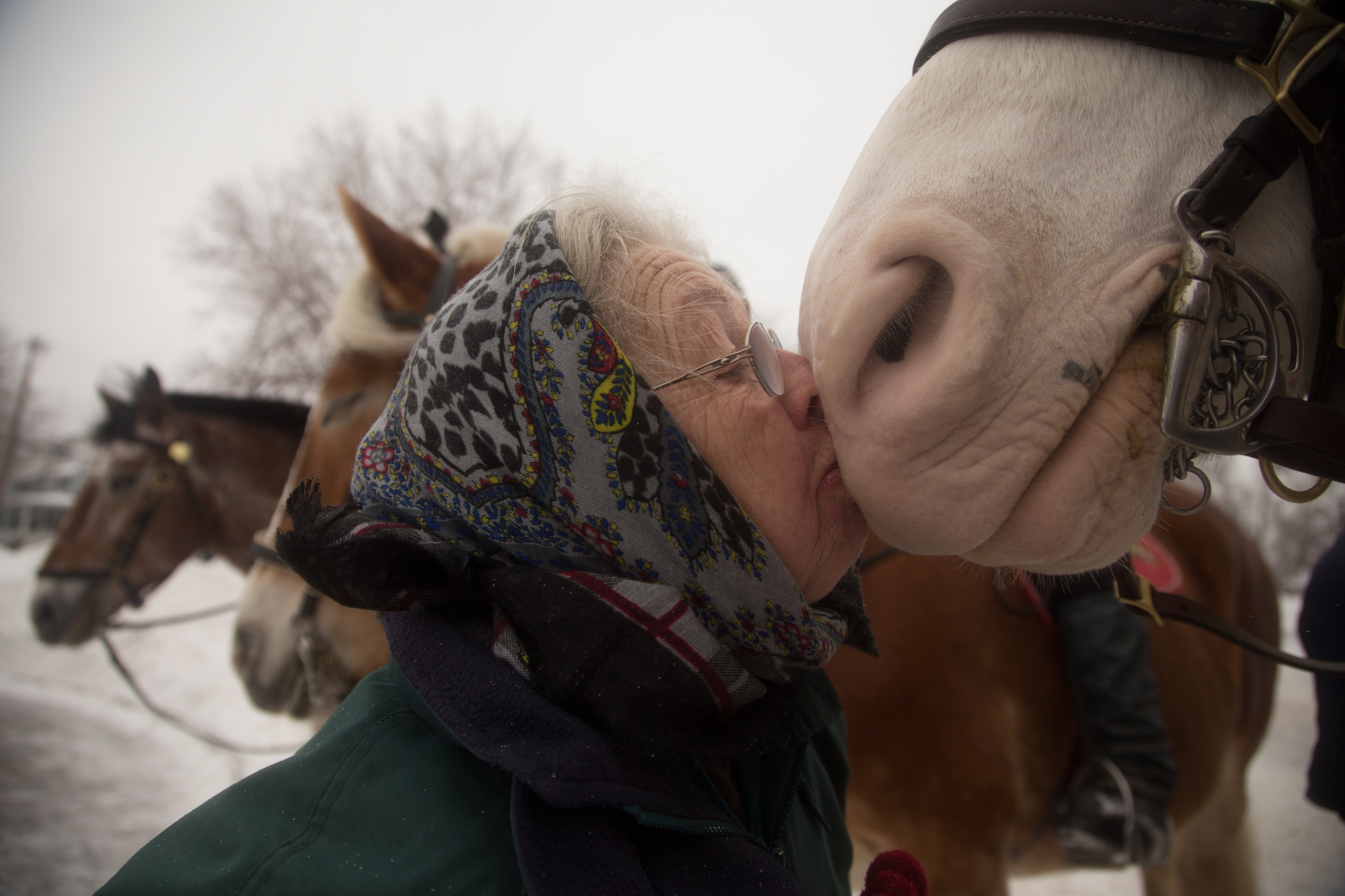 Rochester local and Polar Plunge observant, Gloria Weyerts, kisses one of the police men's horses at the Polar Plunge on February 8, 2015 in Rochester, N.Y.