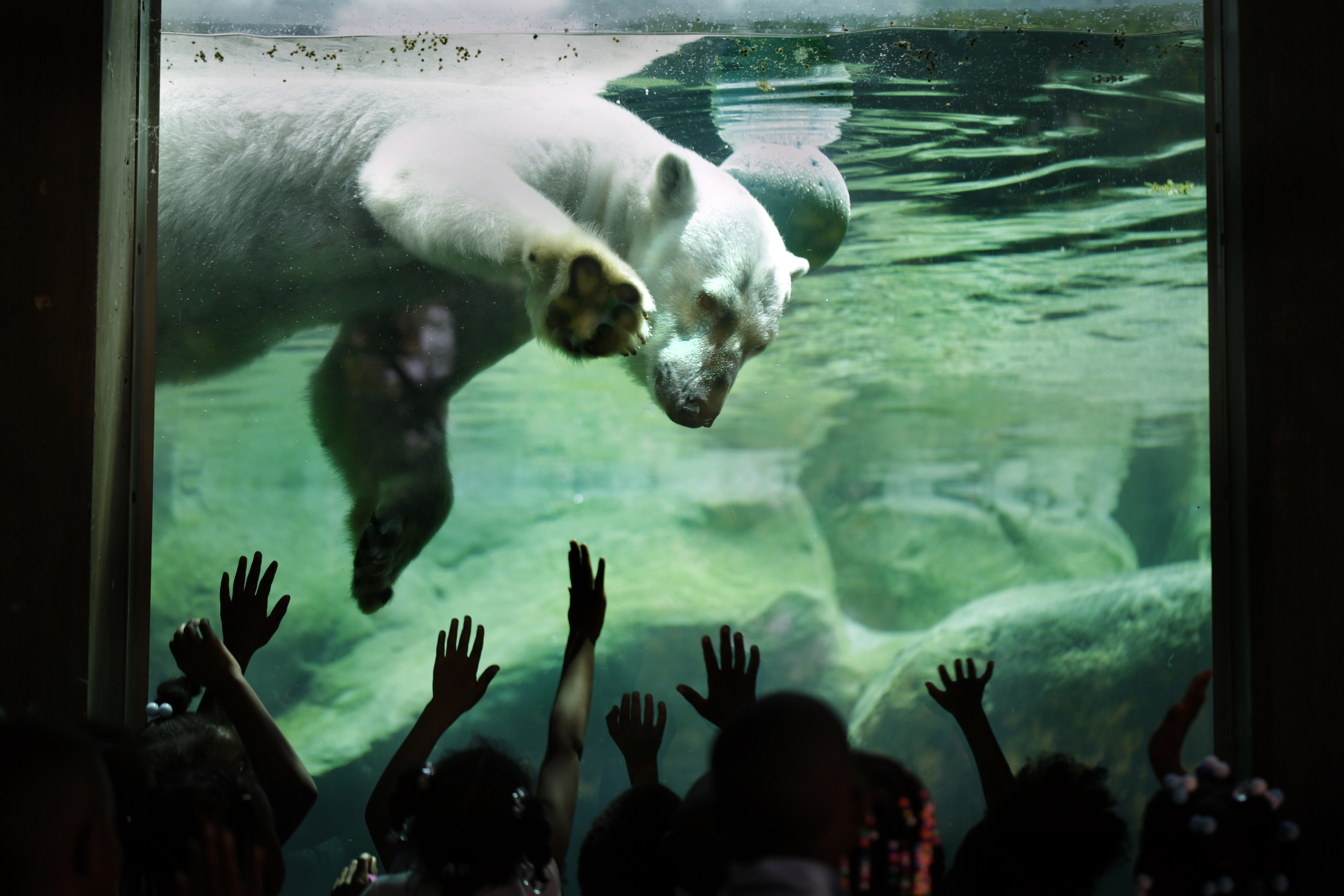 Baltimore, MD - 06/08/15 - Students of the KIPP Harmony Academy elementary school touch the glass barrier of the Polar Bear Watch exhibit featuring Anoki the Polar Bear at the Maryland Zoo in Baltimore, MD.